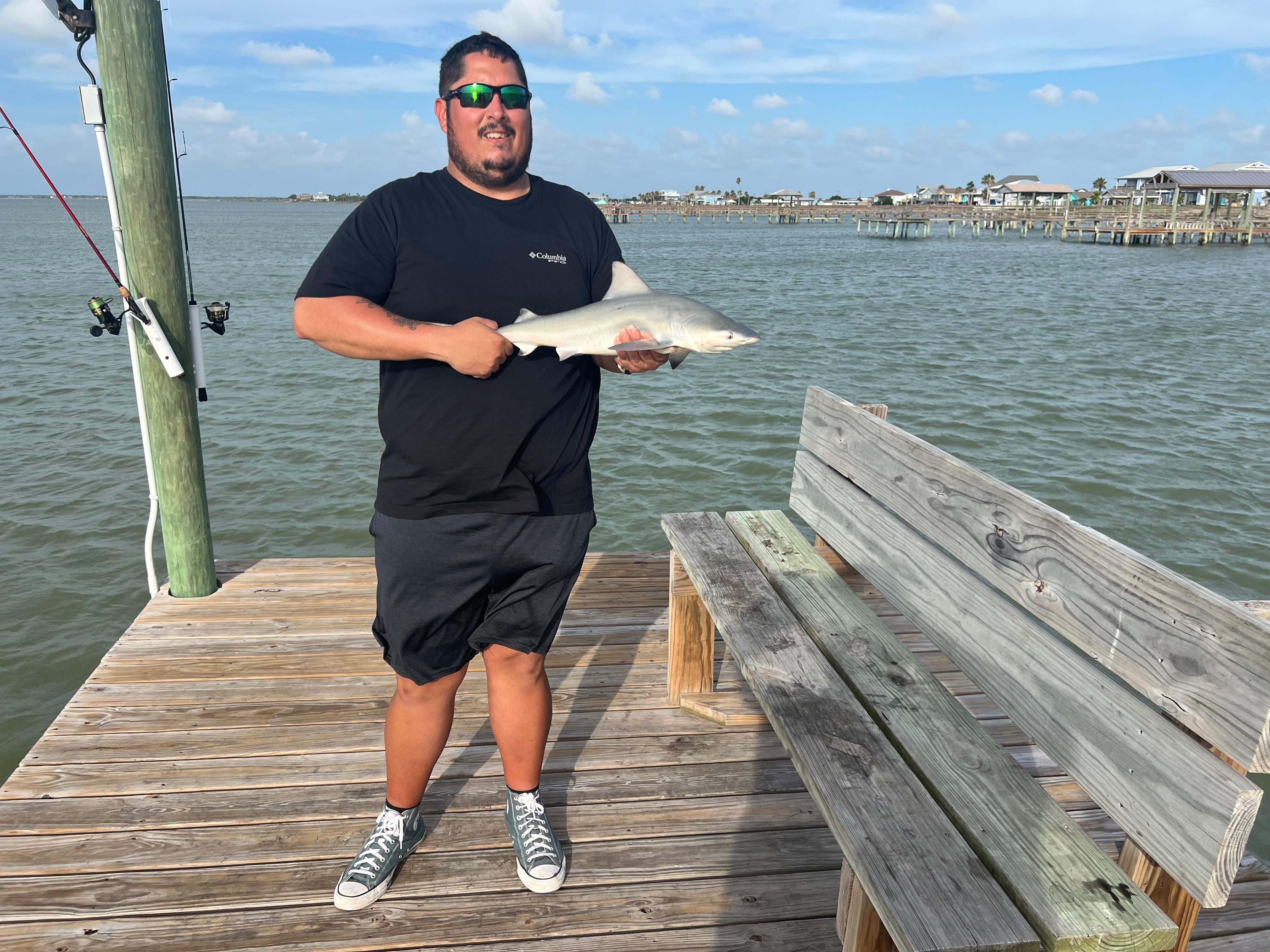 Black tip shark