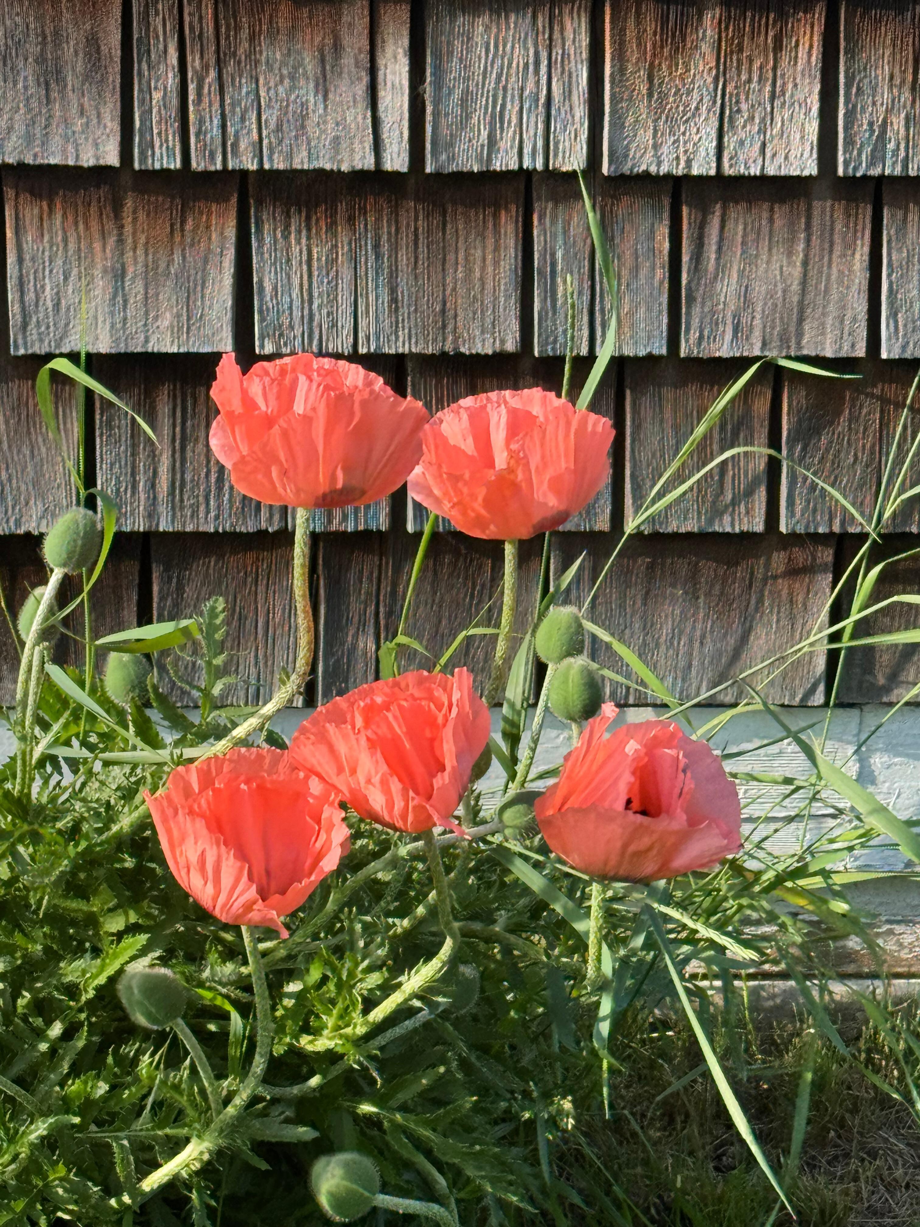 Beautiful salmon colored poppies