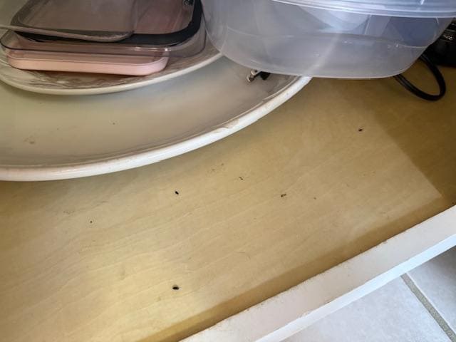 Mouse poop in the kitchen