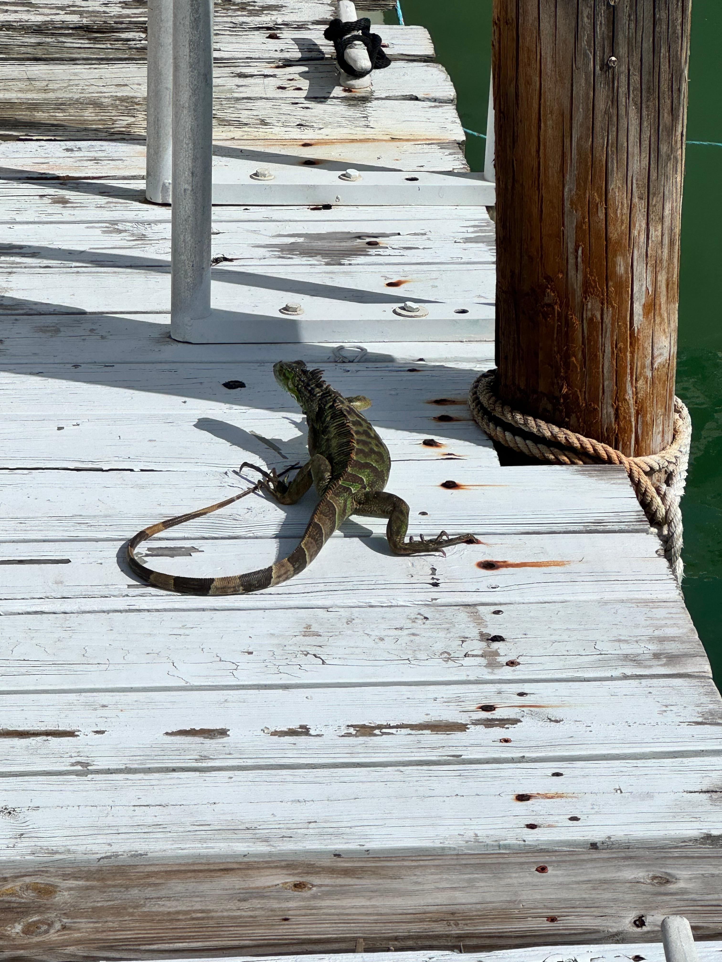 Patio area screened in