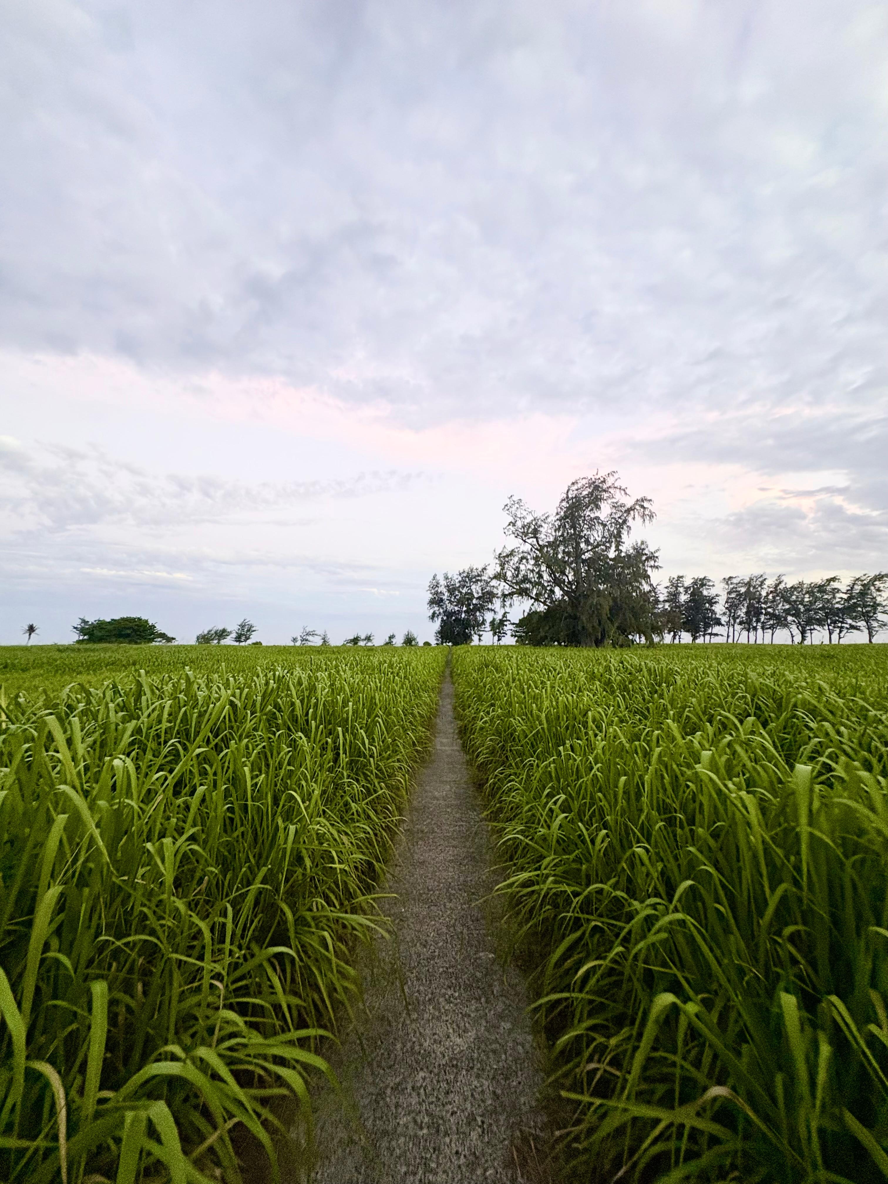 Beautiful beach path close to condo.