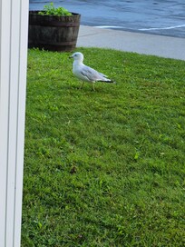 This Segal greeted me every morning