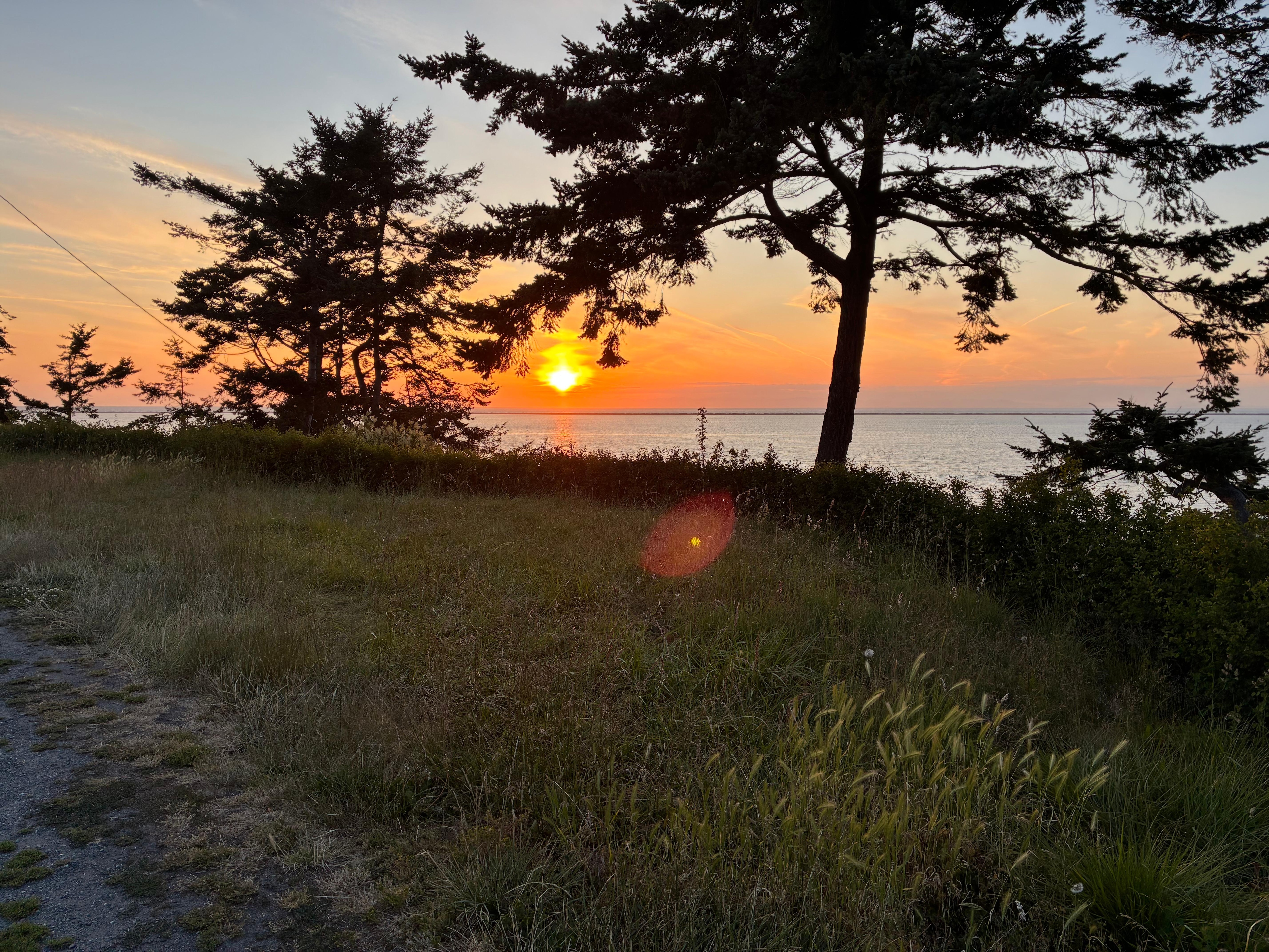 Sunset seen from room with an eagle-nest tree in foreground. 