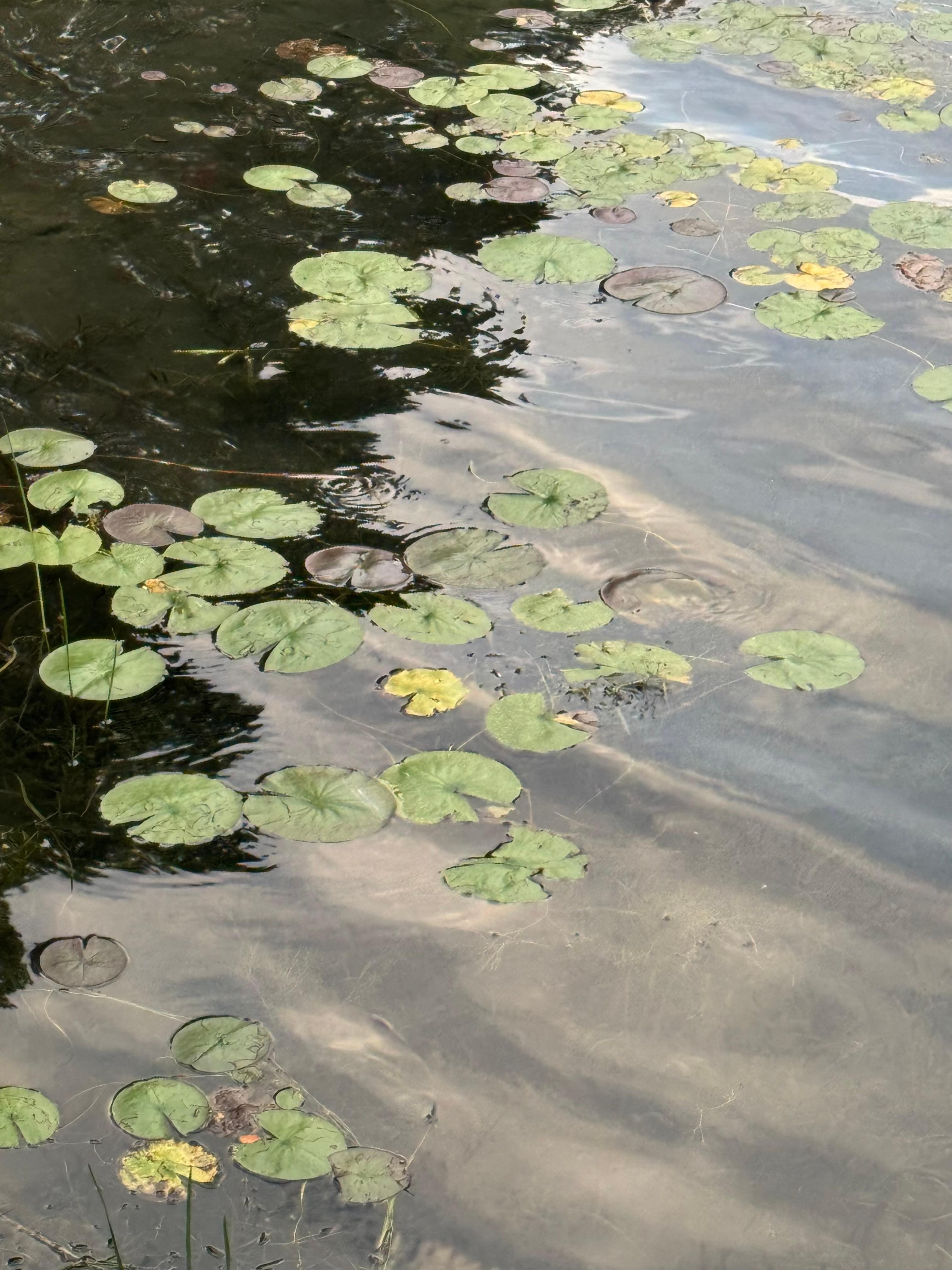 Serene water at edge of the River. 