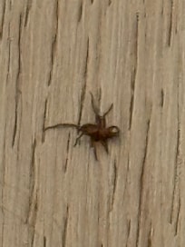 Not sure what kind of critter this was - there others like him all over the house.