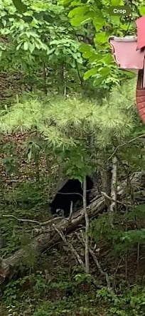 mamma sitting in woods
