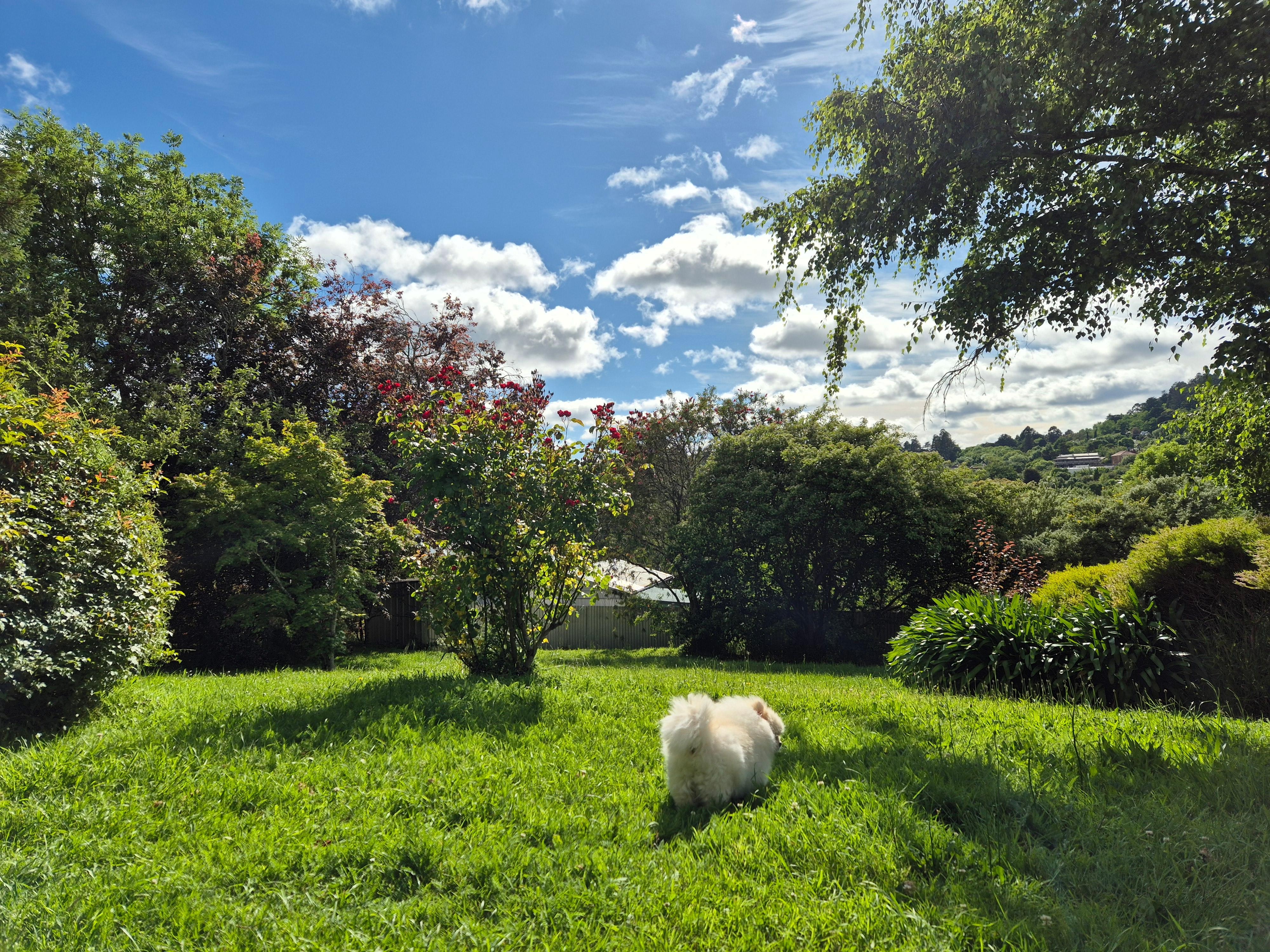 My doggies enjoyed morning walk in the yard