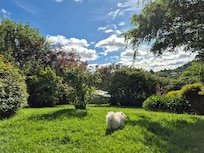 My doggies enjoyed morning walk in the yard