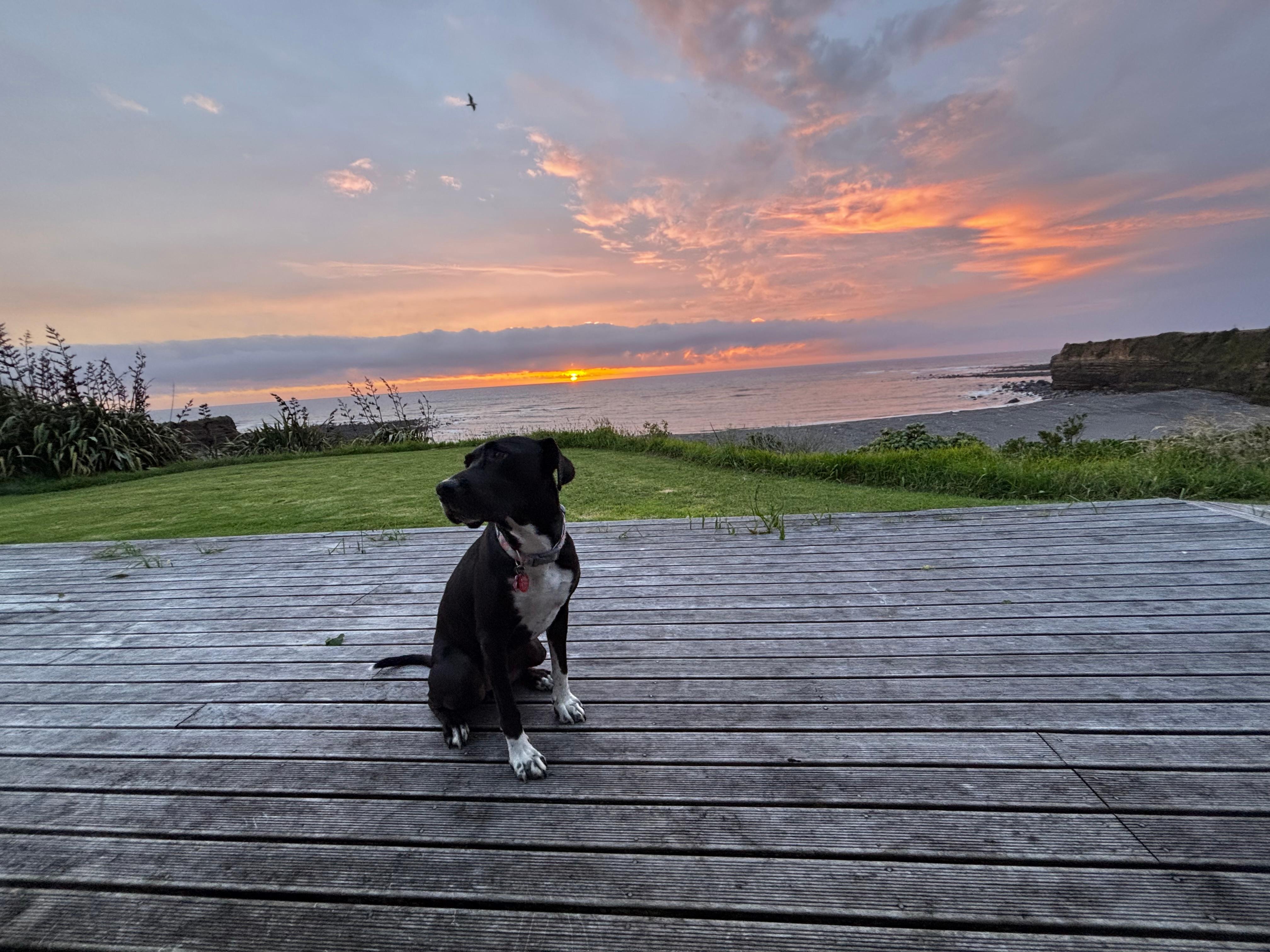 Grateful for the dog friendliness