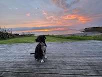 Grateful for the dog friendliness