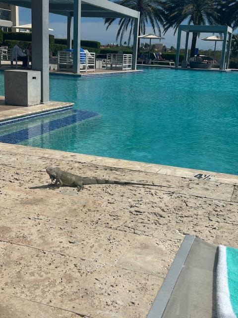 Local iguana at the pool