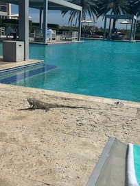 Local iguana at the pool