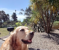 Gorgeous wrap around garden - great for dogs