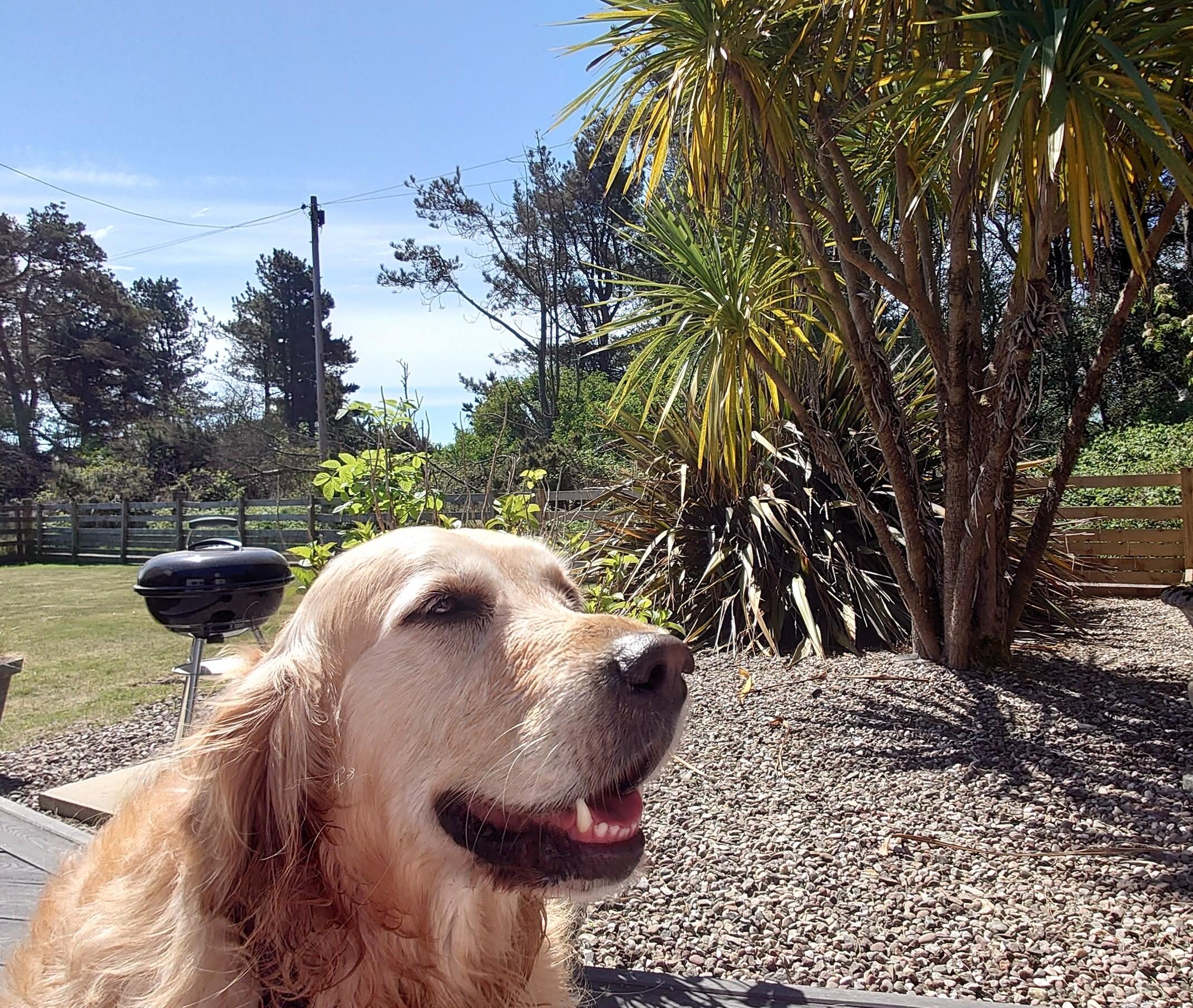 Gorgeous wrap around garden - great for dogs