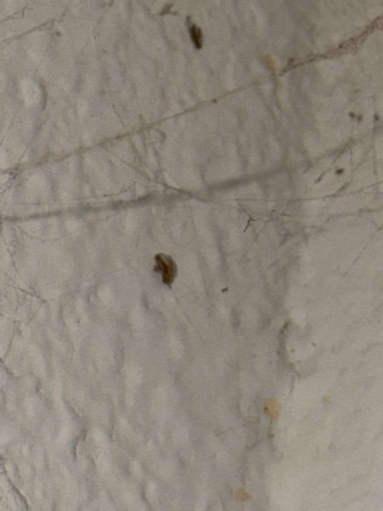 Bed bugs and spiders webs