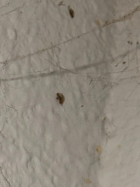 Bed bugs and spiders webs