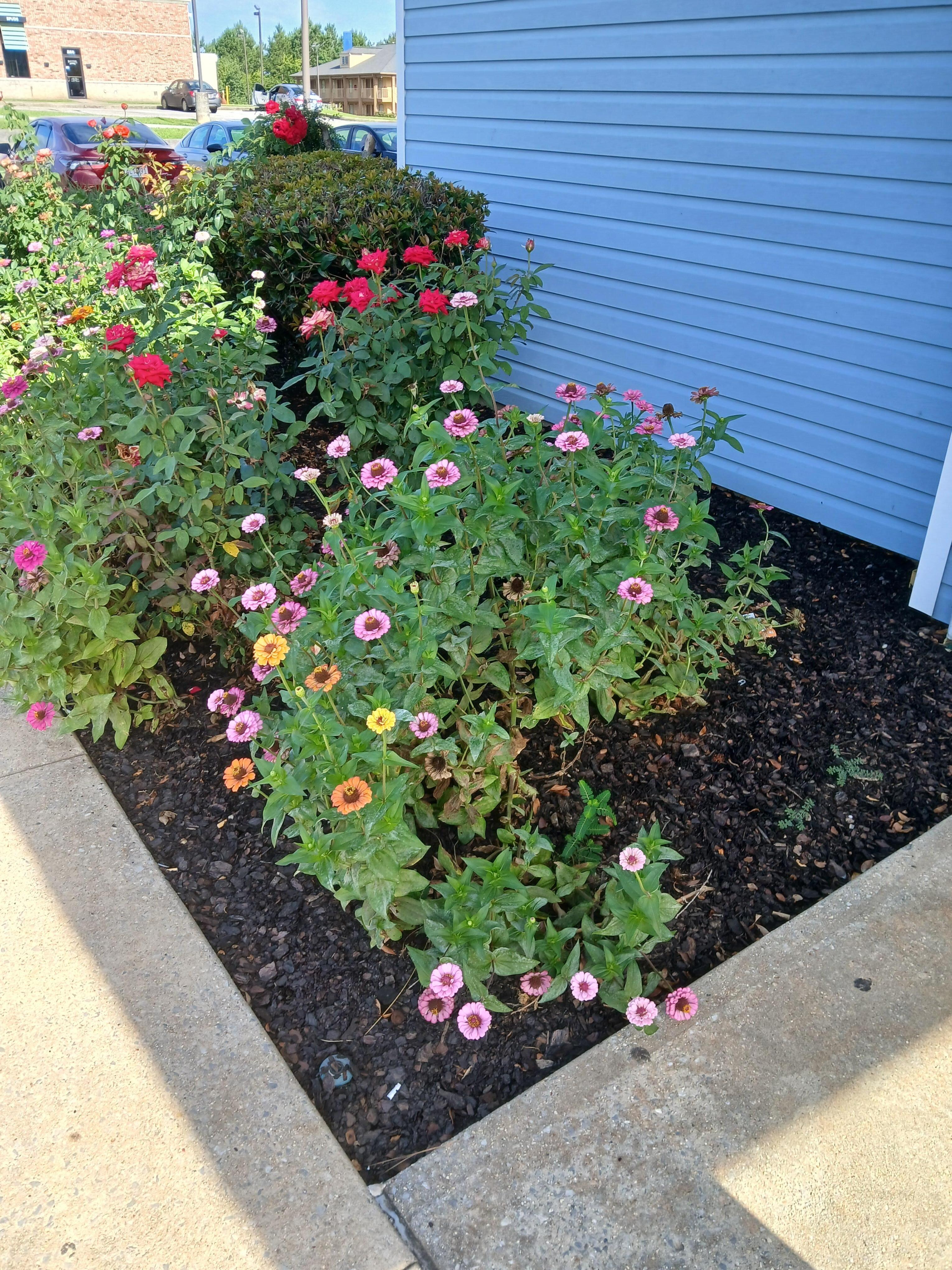 Beautiful flowers 