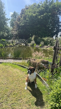 Garden and pond
