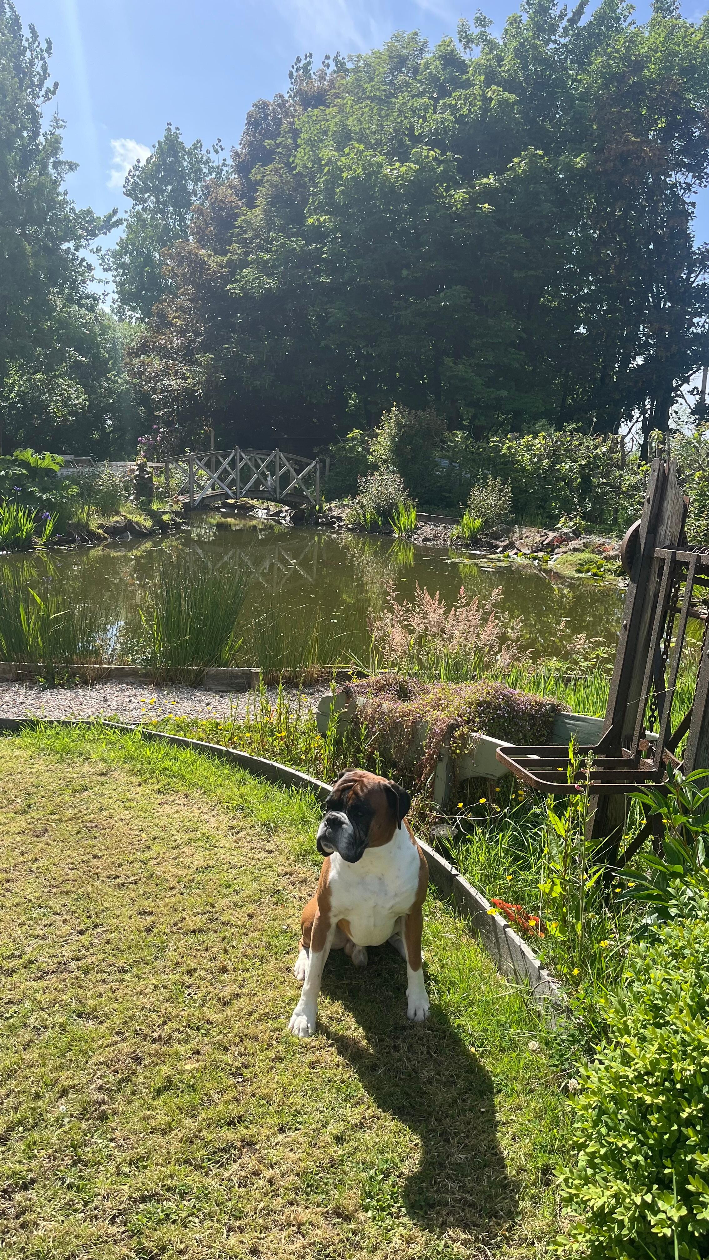 Garden and pond