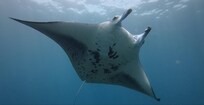 Manta ray