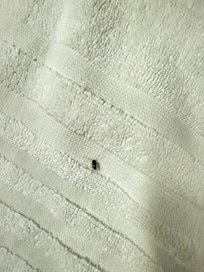 Baby roach on 4th floor in bathroom