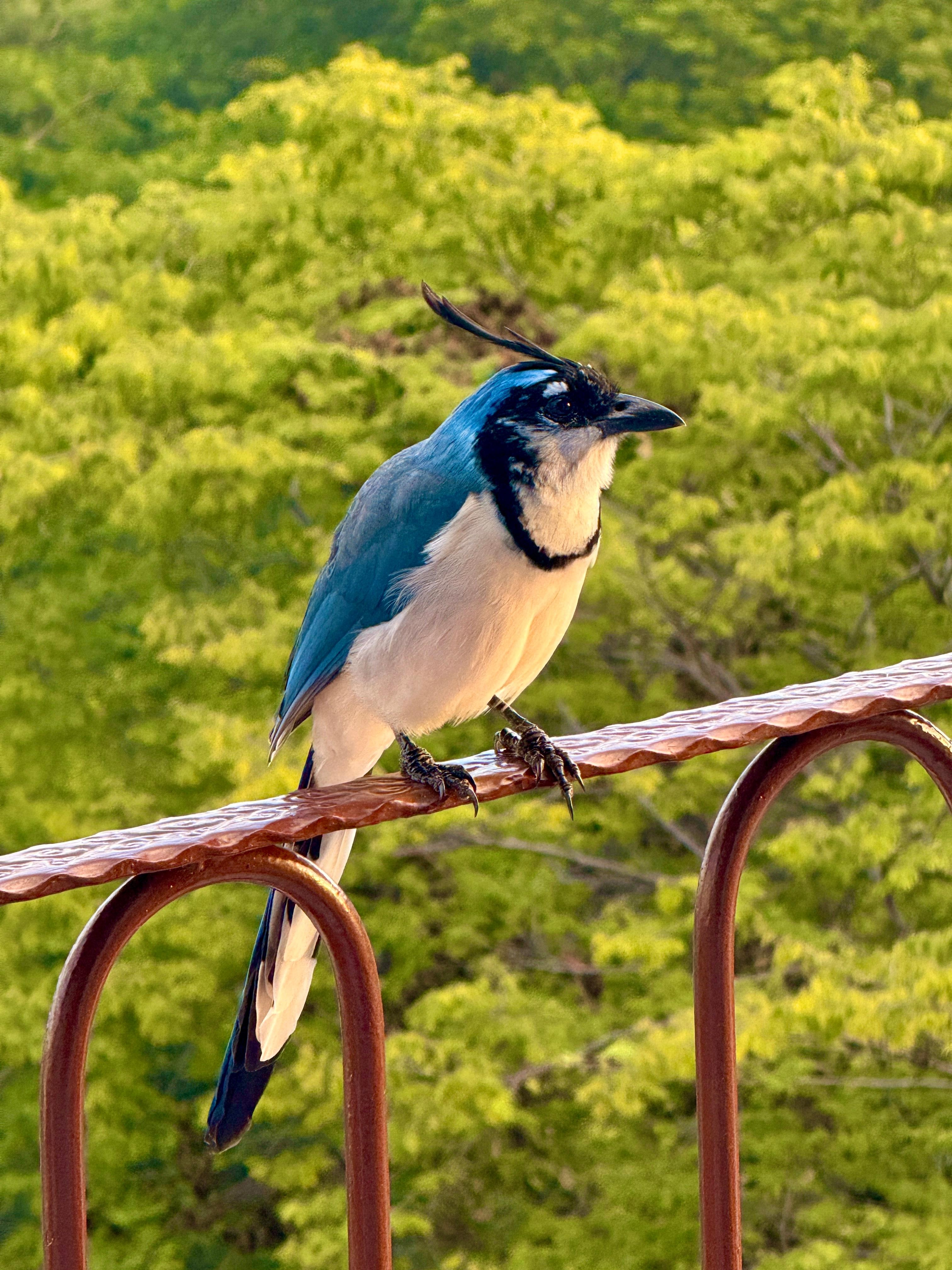  Birds came to visit us on the balcony. 