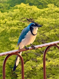 Birds came to visit us on the balcony.