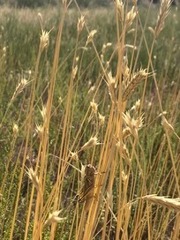 Prairie!