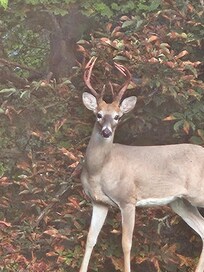 Big daddy visited while i was having my morning coffee!!!!