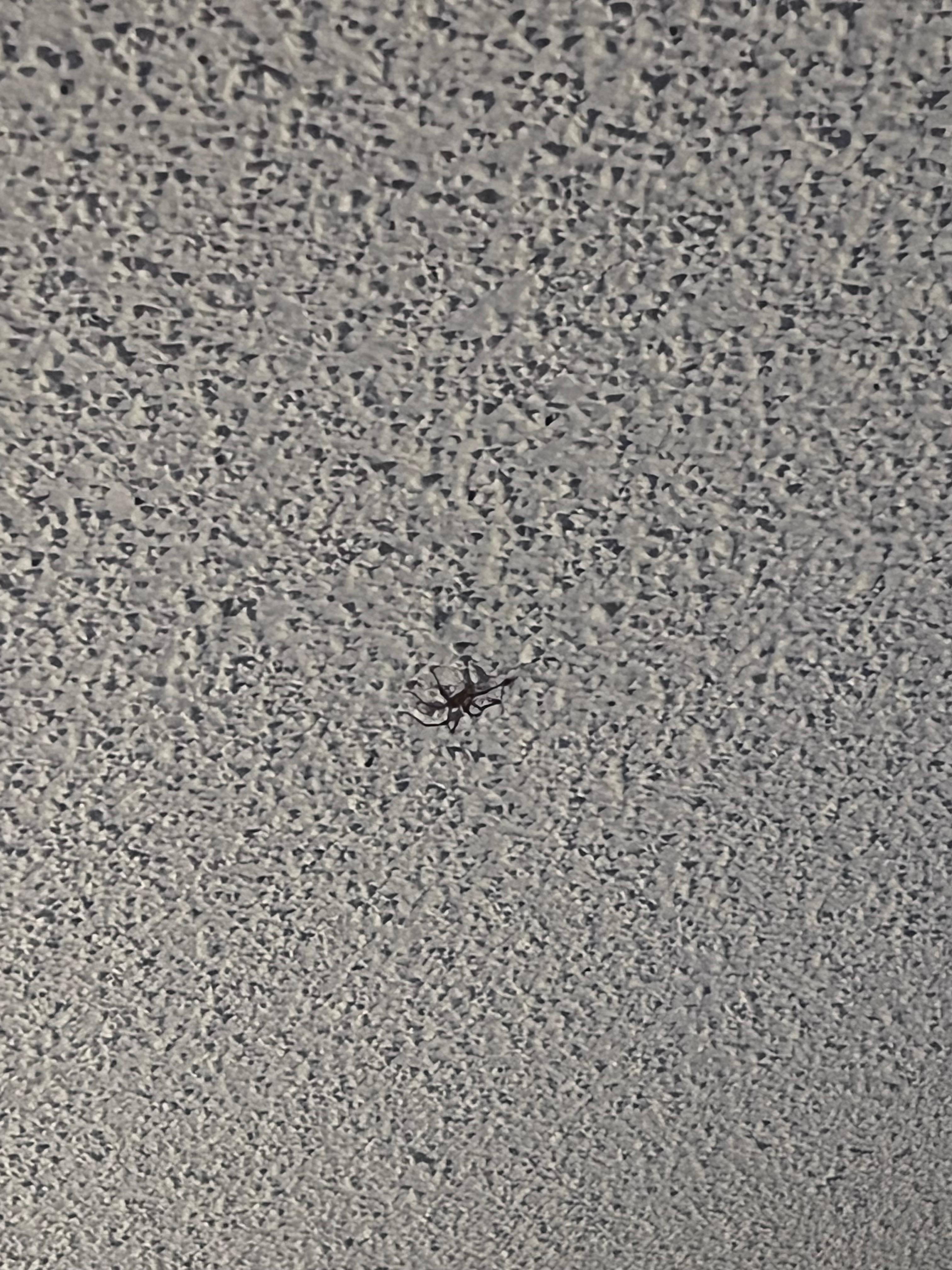 Room with spider crawling on the ceiling.