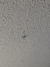 Room with spider crawling on the ceiling.