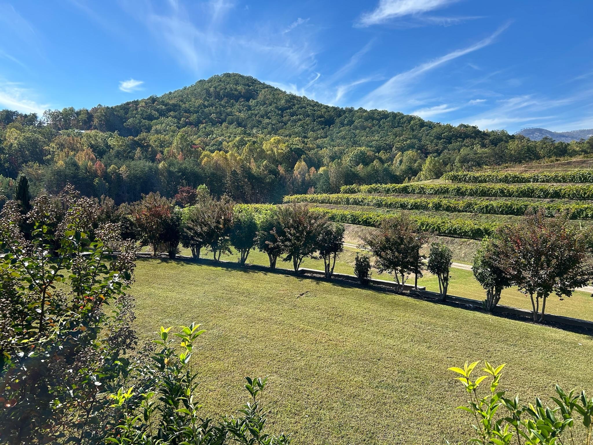Victoria’s Valley Vineyard 