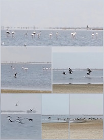 Oiseaux Siné Saloum