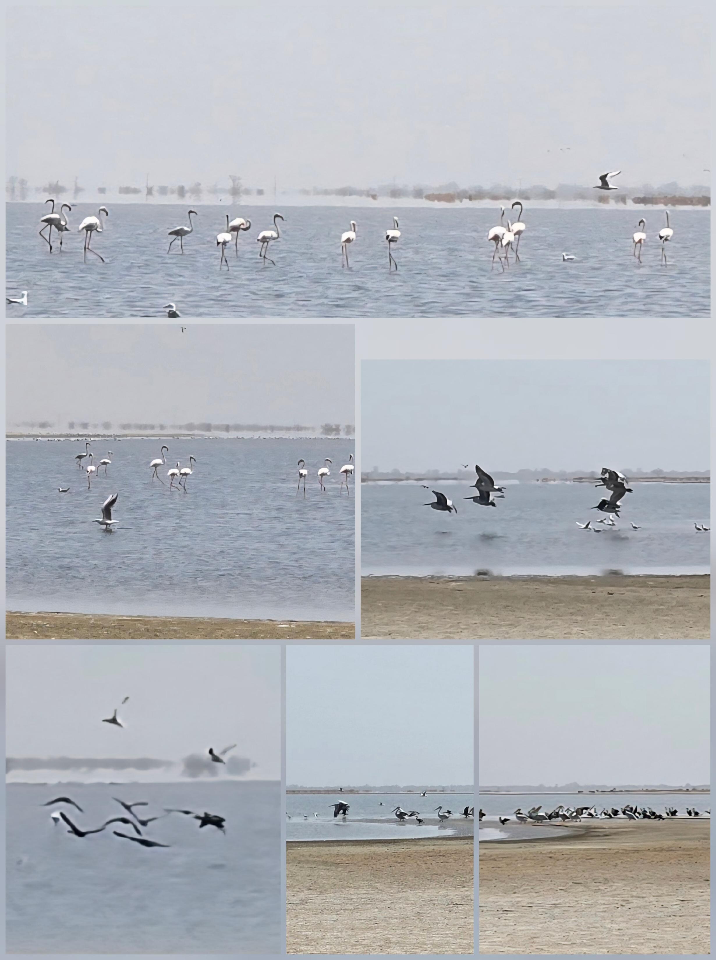 Oiseaux Siné Saloum