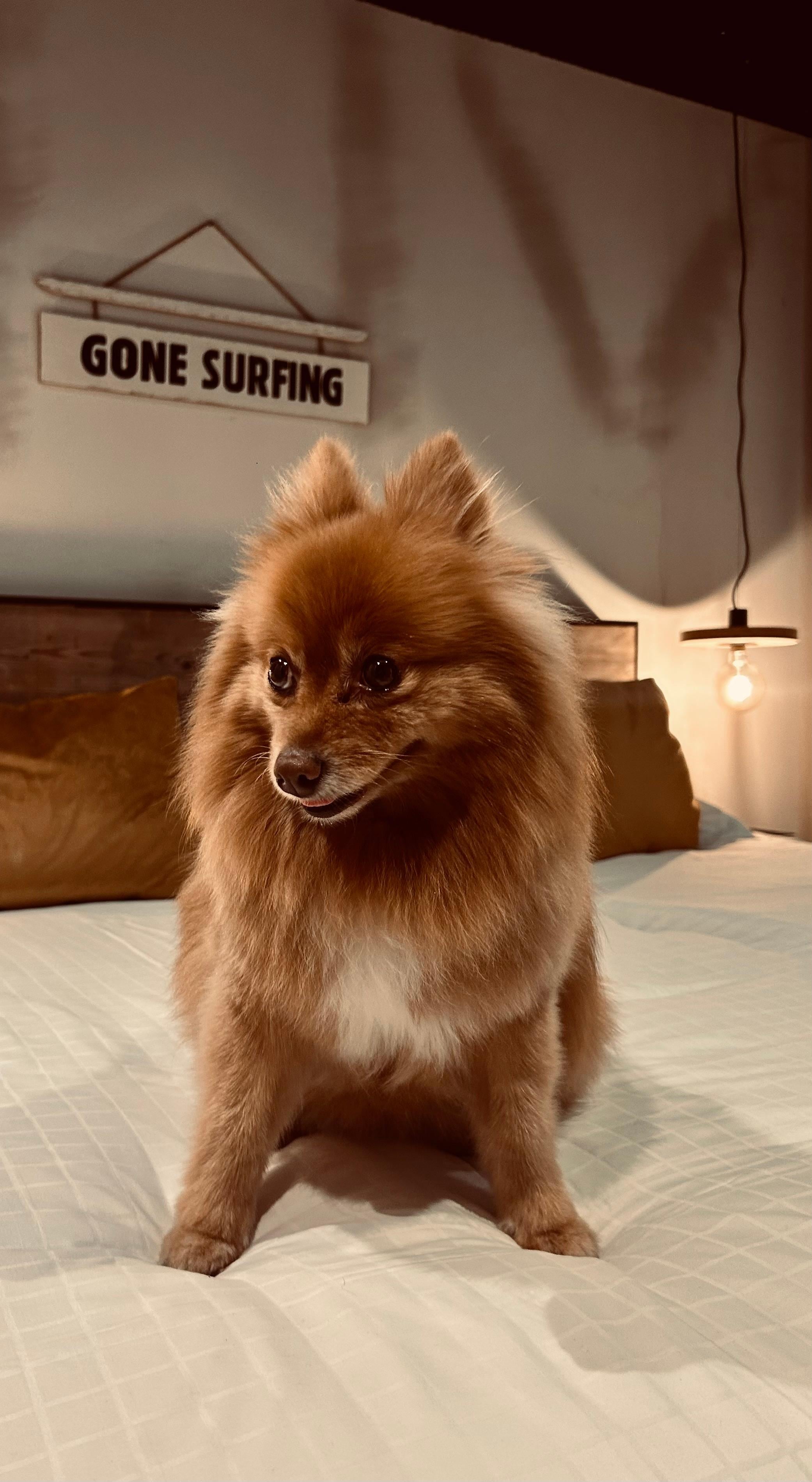 Mijn hondje mocht ook mee en heeft genoten! 