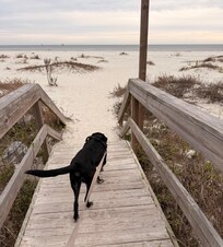 Within walking distance (even for our senior pups) to the gorgeous pup friendly beach!