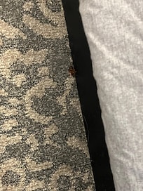 Roach under bed