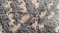 Pet hair all along edge of carpet