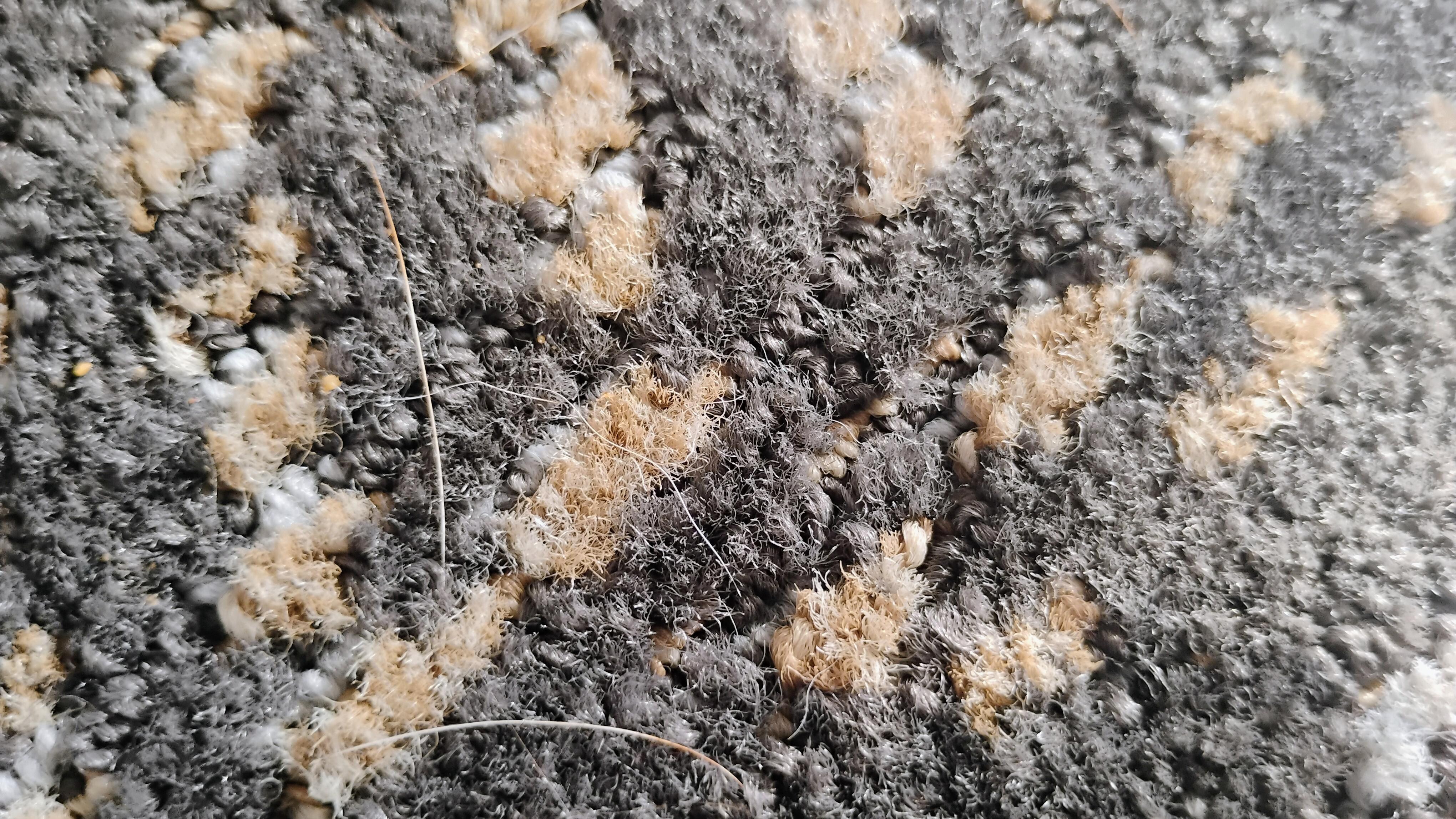 Pet hair all along edge of carpet