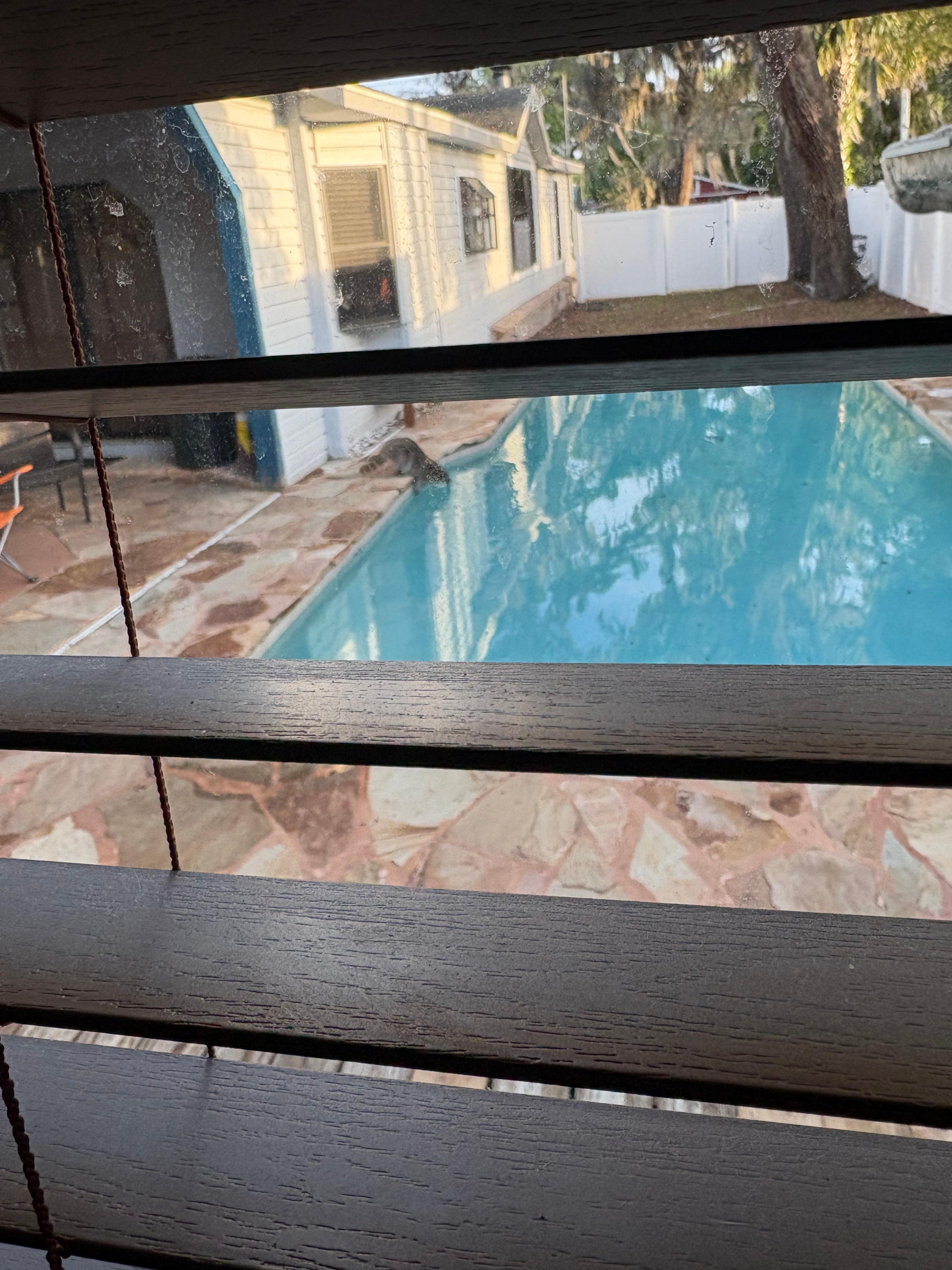 Had to stay indoors. It would not leave 