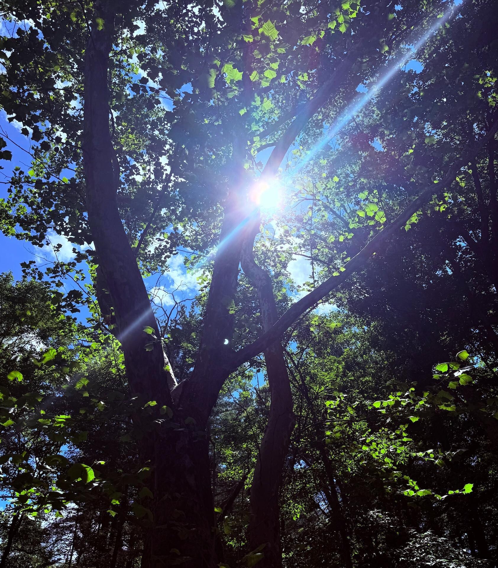 Beautiful tree's right outside the cabin. 