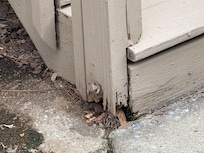 Stair rot