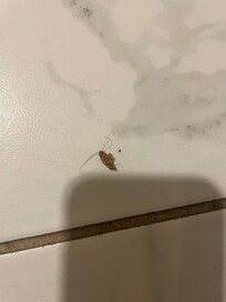 Roaches