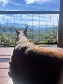 Our fur baby enjoying the view.