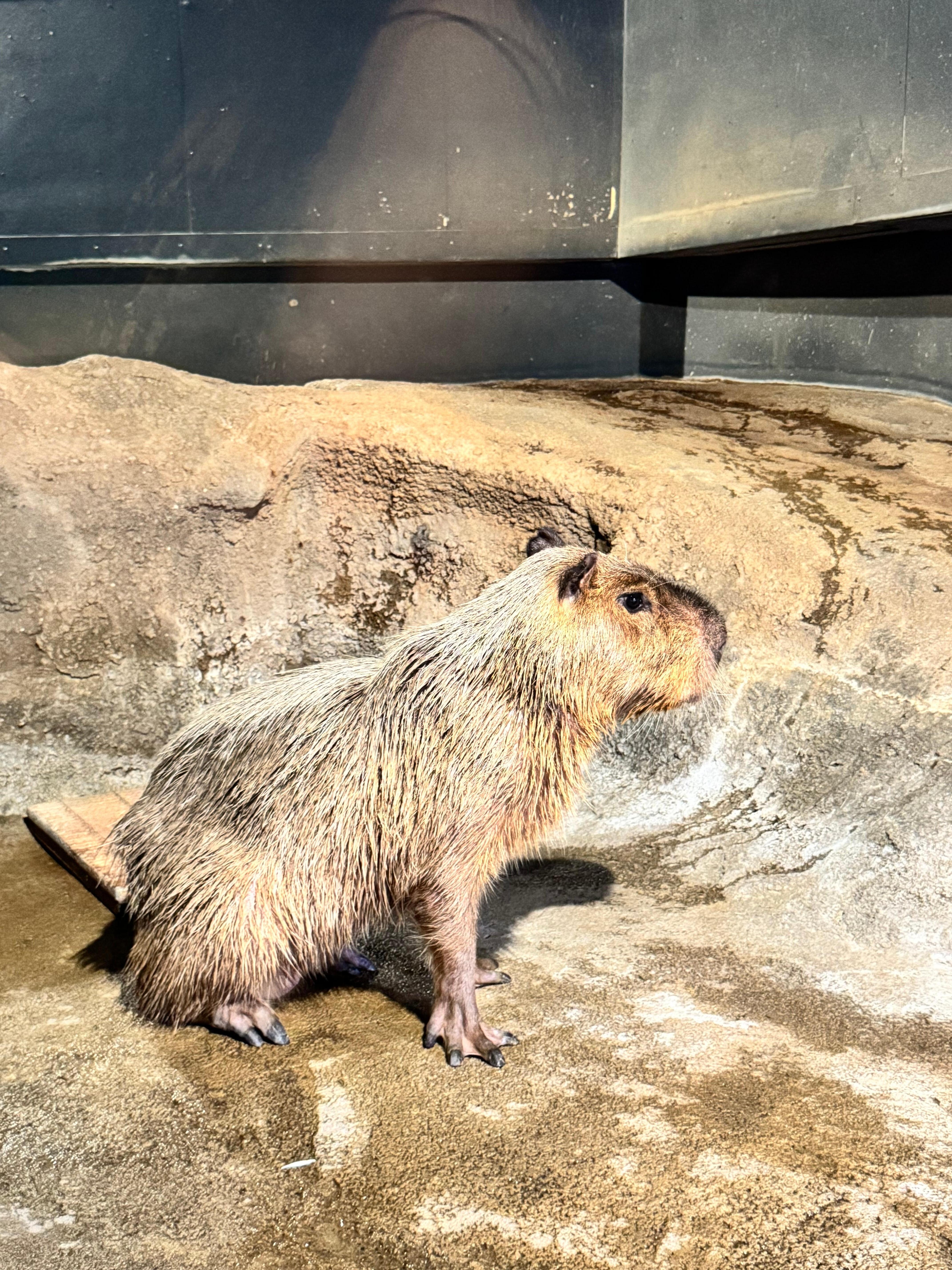 Capybaras at the aquarium