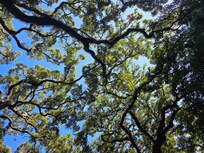 From time to time look up and you will see this.