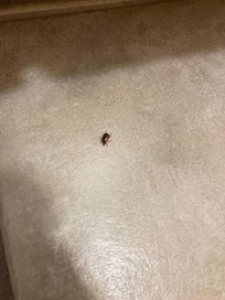 Live Roach.