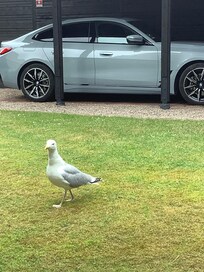 Great parking. Large yard with big table and seagull friends