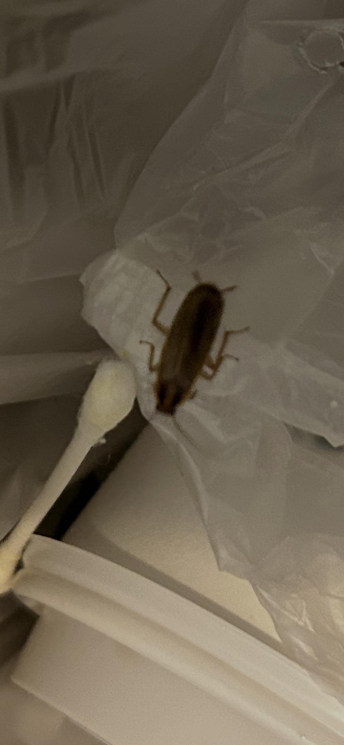 Cockroach in the bathroom trash
