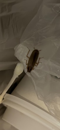 Cockroach in the bathroom trash
